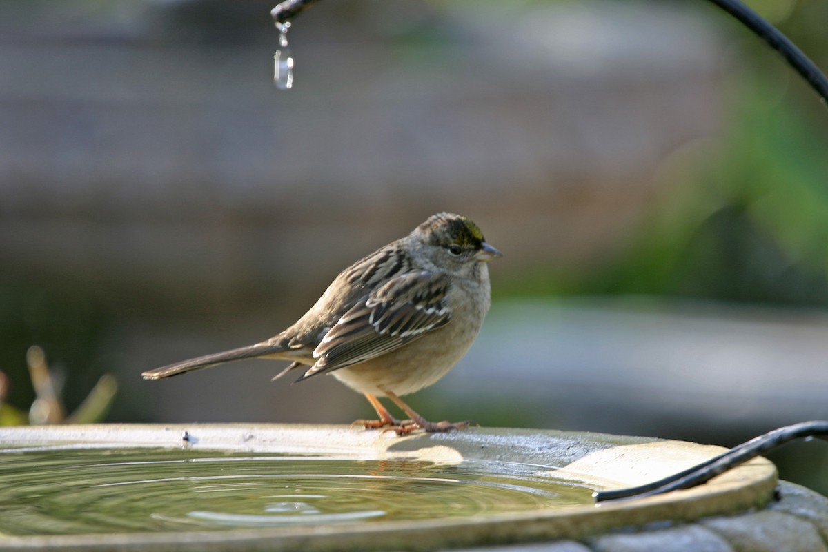 Golden-crowned Sparrow - William Clark