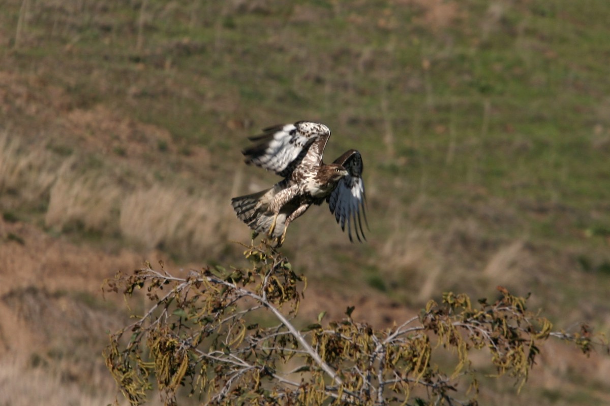 Red-tailed Hawk (calurus/alascensis) - William Clark
