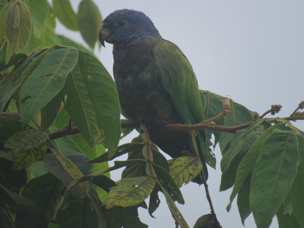 Blue-headed Parrot - ML618914514