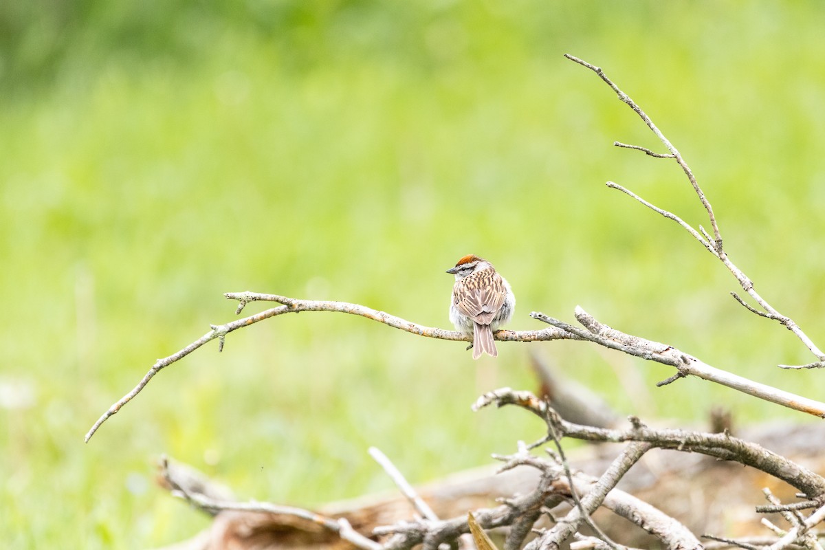 Chipping Sparrow - ML618914526