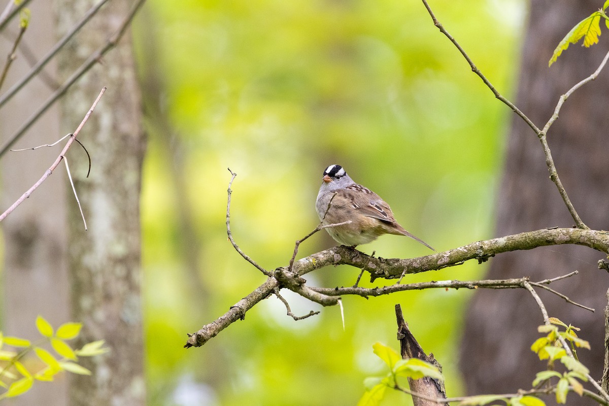 White-crowned Sparrow - ML618914562