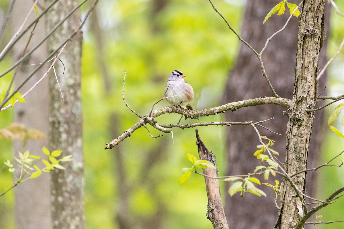 White-crowned Sparrow - ML618914566