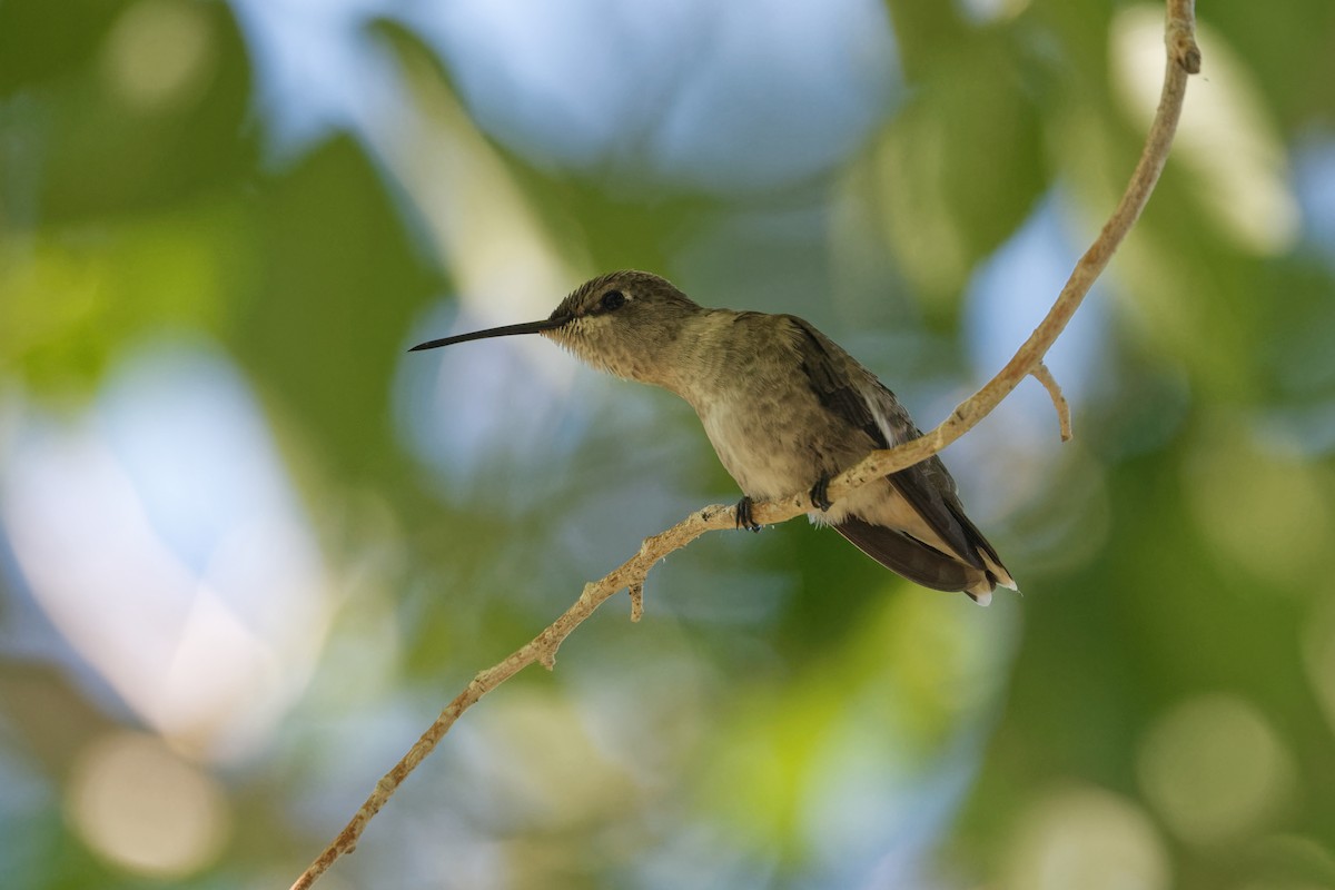 Black-chinned Hummingbird - Scott Page