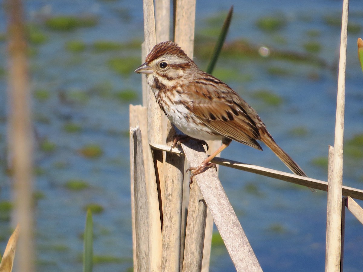 Song Sparrow - Marianne Friers