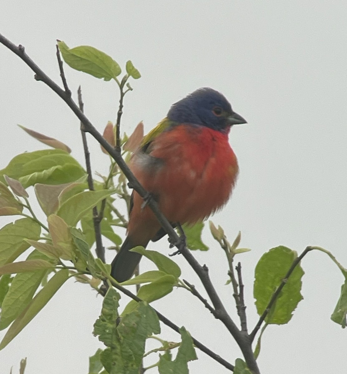 Painted Bunting - ML618914628