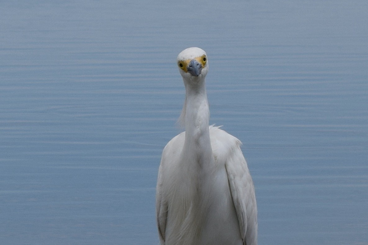 Snowy Egret - Nick Garnhart