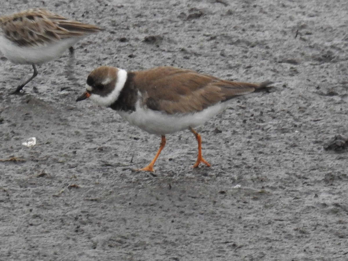 Semipalmated Plover - ML618914709