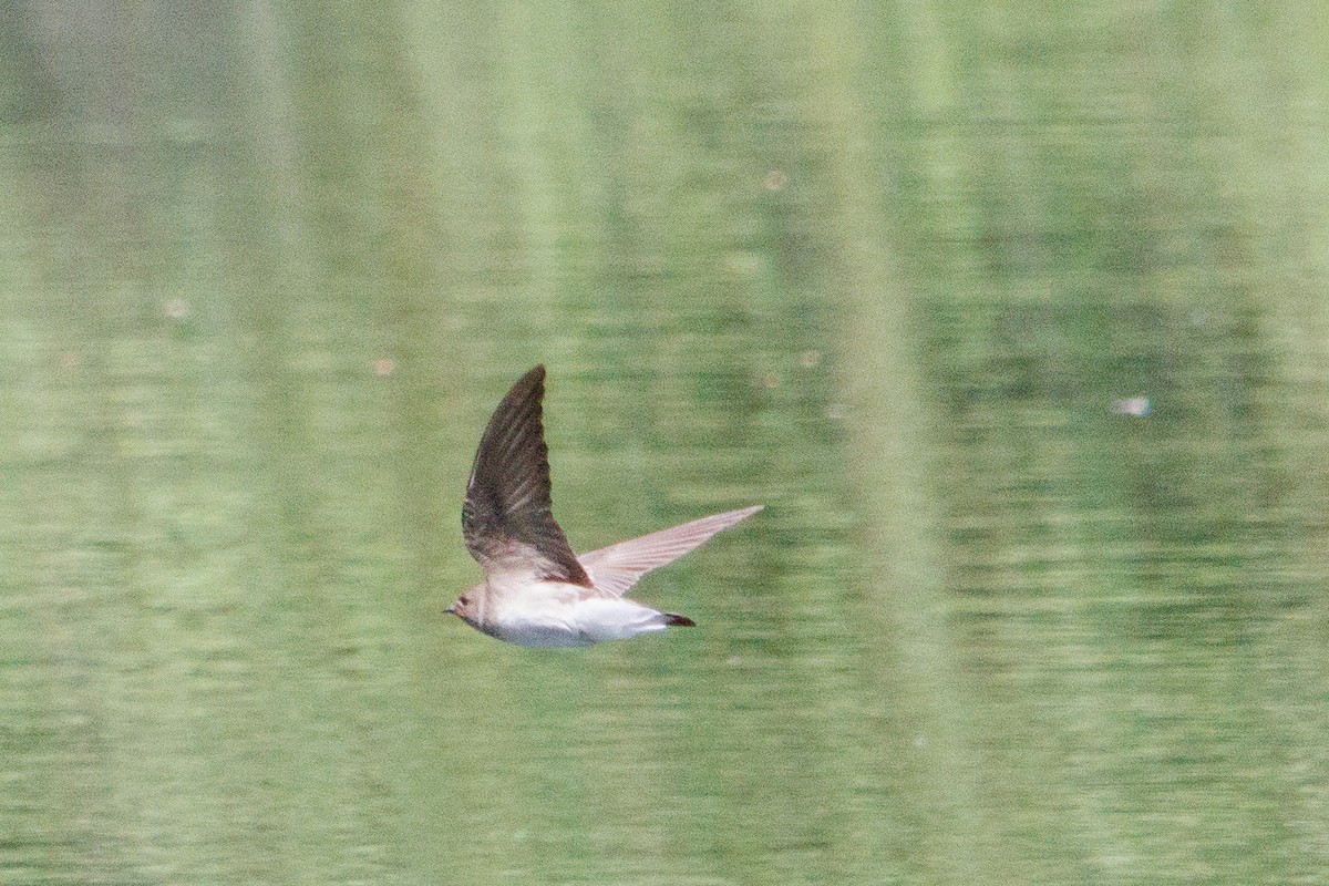 Northern Rough-winged Swallow - ML618914741