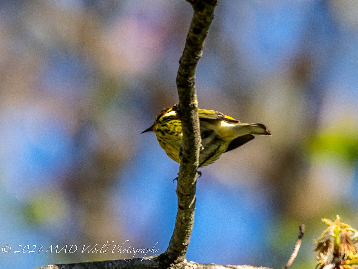Cape May Warbler - ML618914804