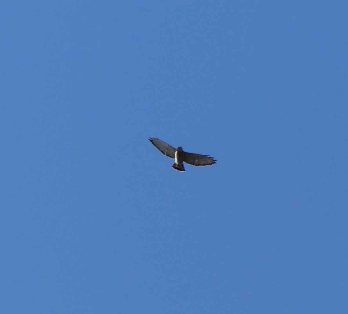 Broad-winged Hawk - ML618914805