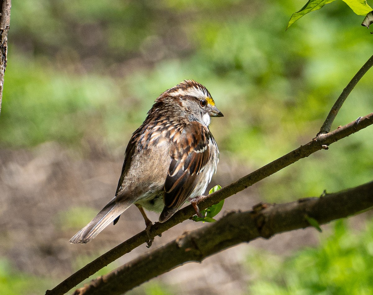 White-throated Sparrow - ML618914835