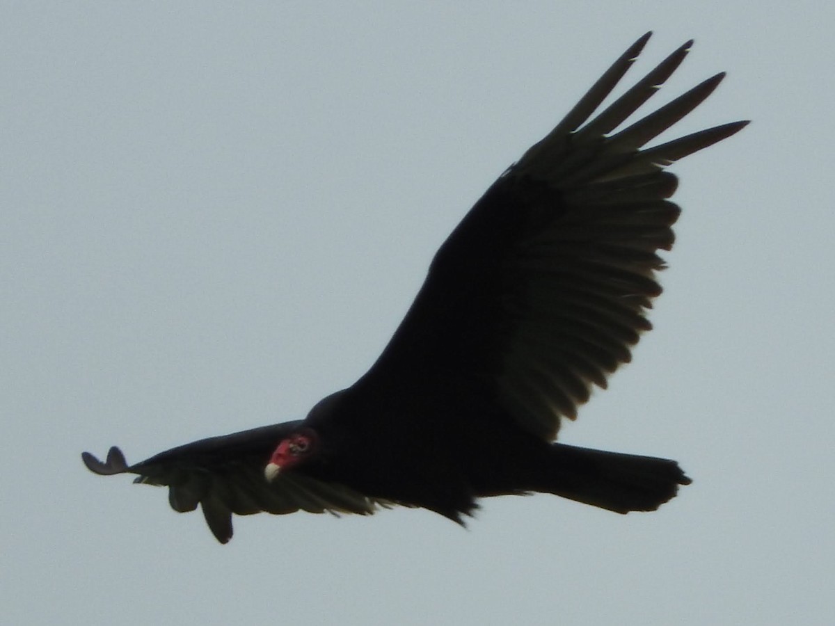 Turkey Vulture - ML618914836