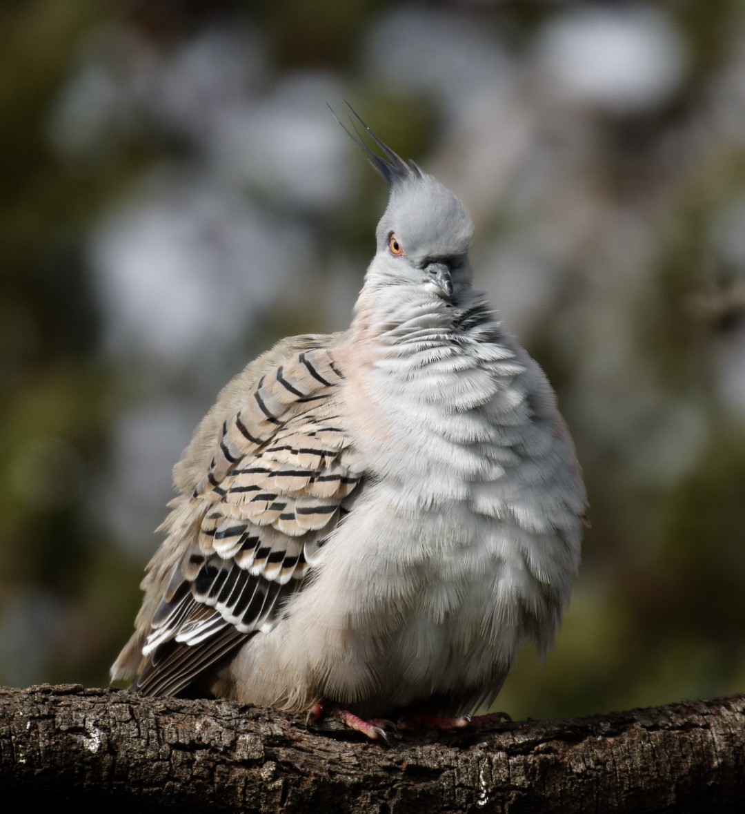 Crested Pigeon - ML618914849