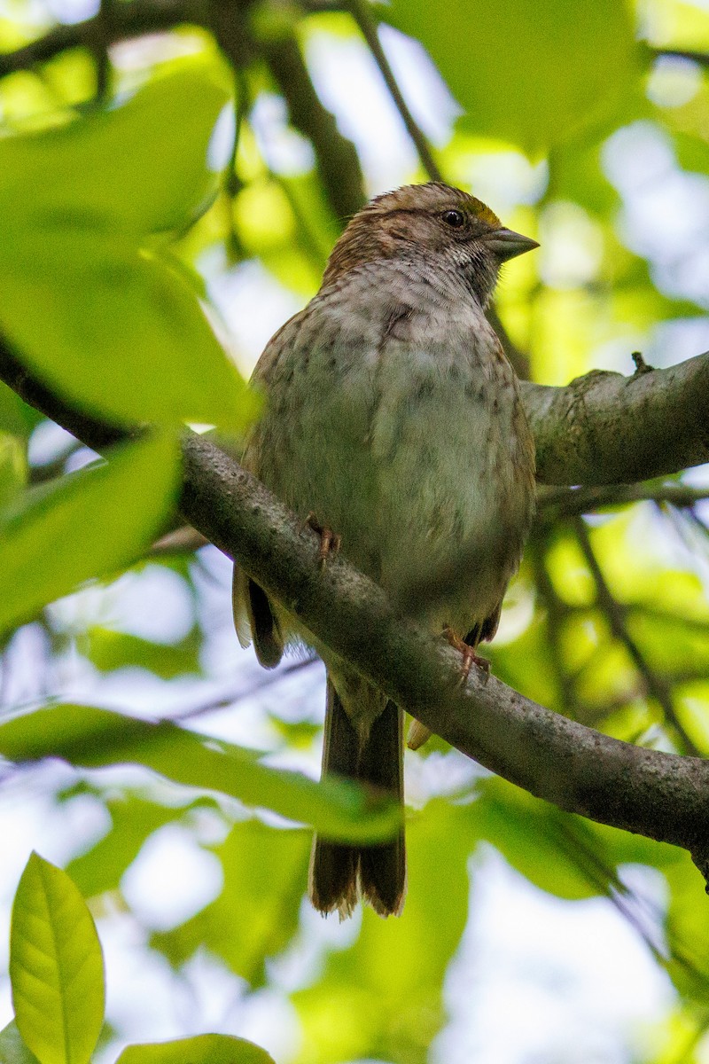 White-throated Sparrow - Steve Solnick