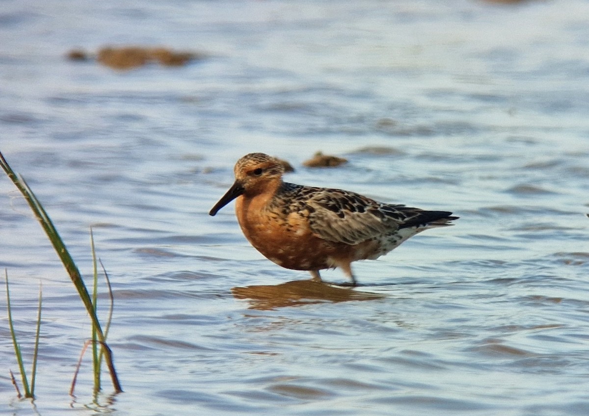 Red Knot - ML618914902