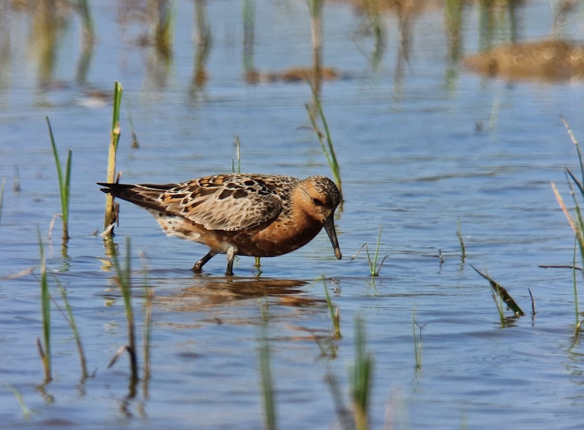 Red Knot - ML618914903