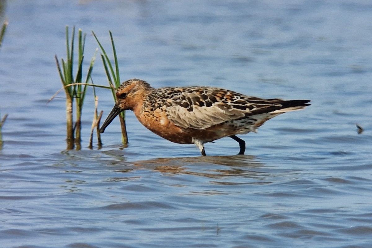 Red Knot - ML618914904