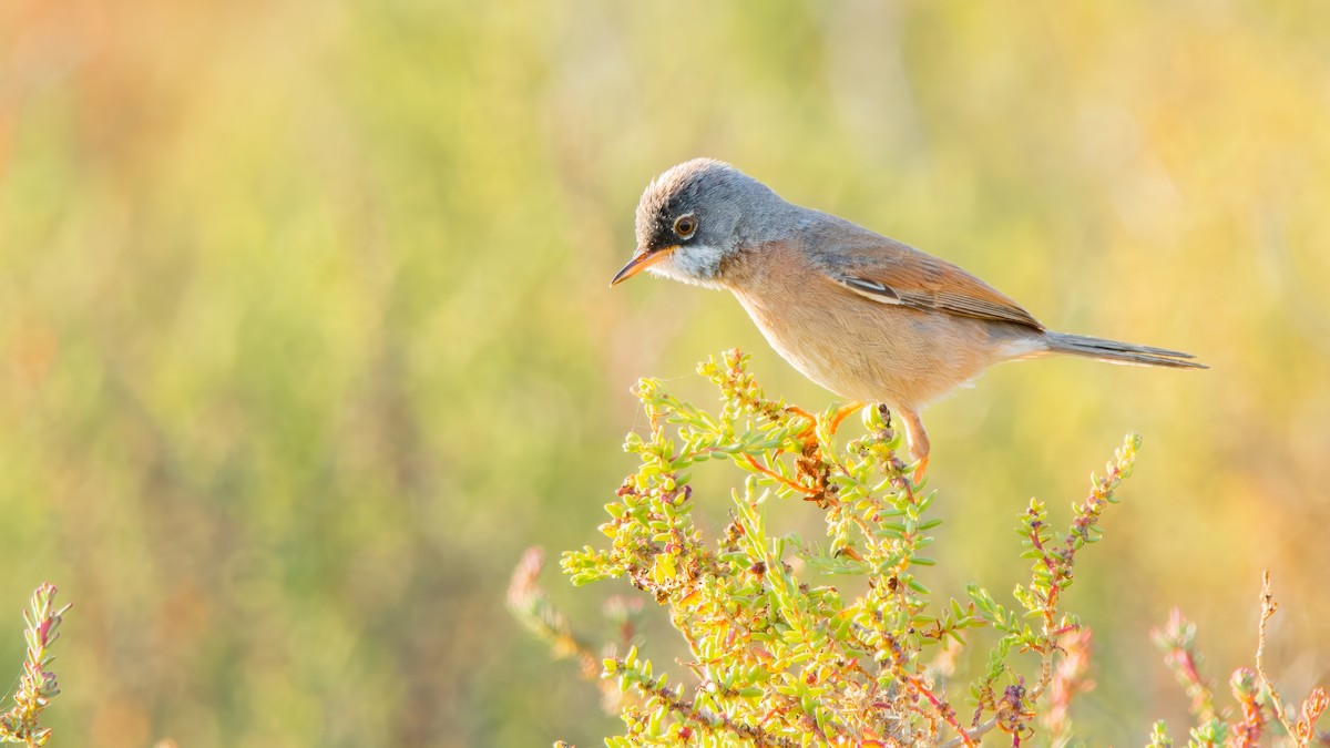 Spectacled Warbler - ML618914937