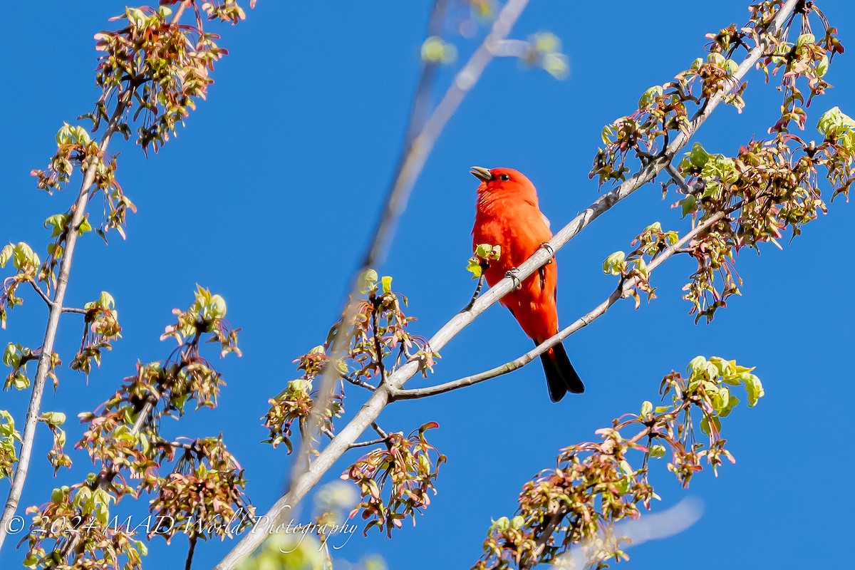 Scarlet Tanager - ML618914940