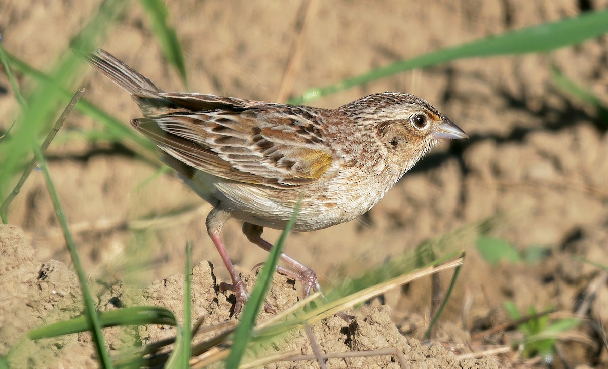 Grasshopper Sparrow - ML618914964