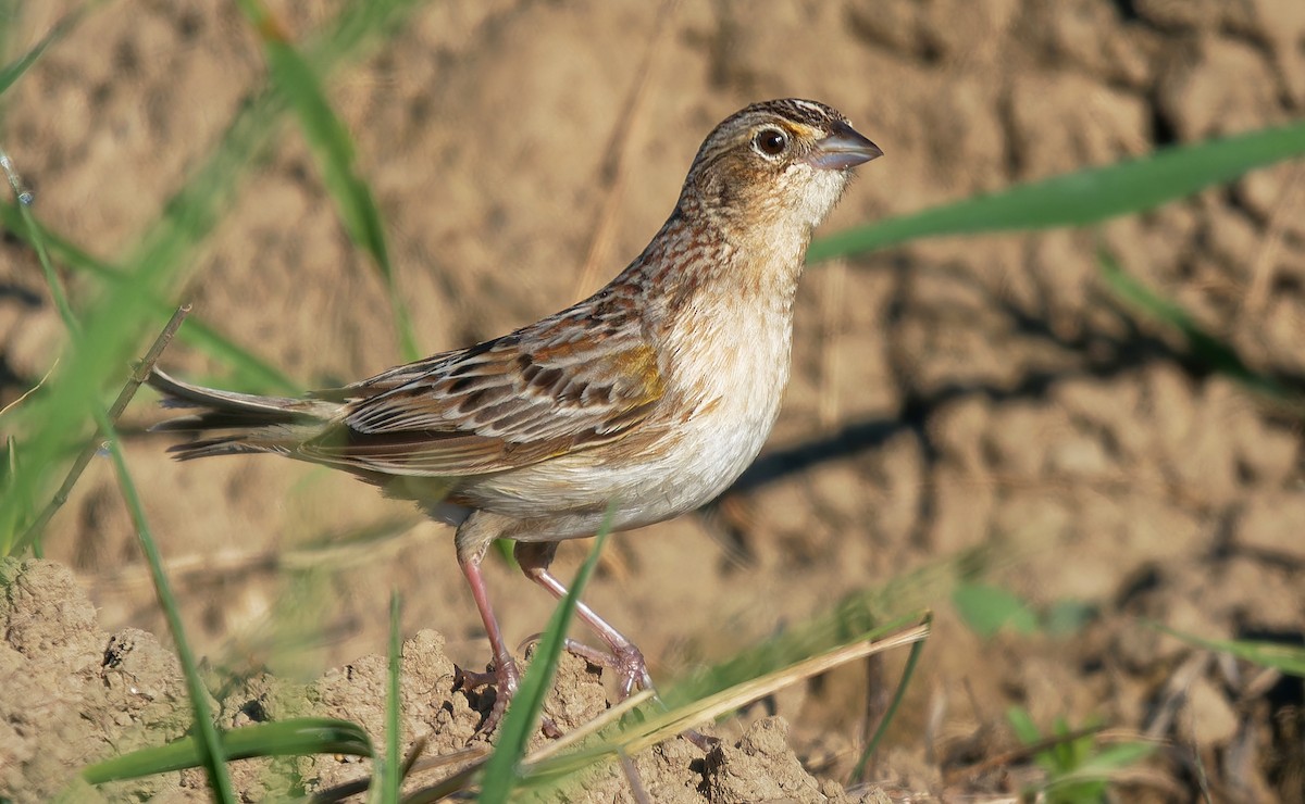 Grasshopper Sparrow - ML618914966