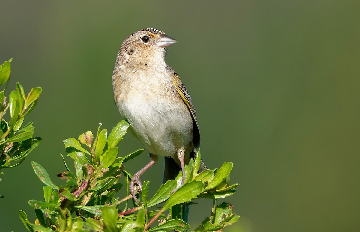Grasshopper Sparrow - ML618914969
