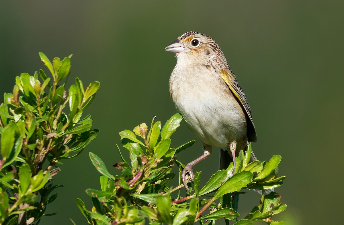 Grasshopper Sparrow - ML618914970