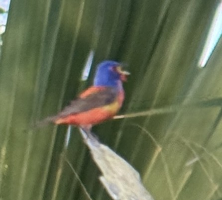 Painted Bunting - ML618914991