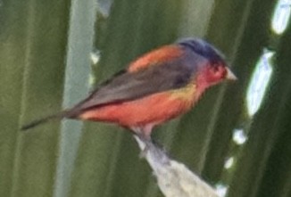 Painted Bunting - ML618914992