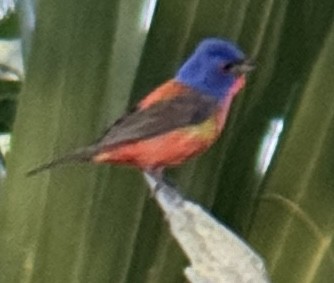 Painted Bunting - ML618914993