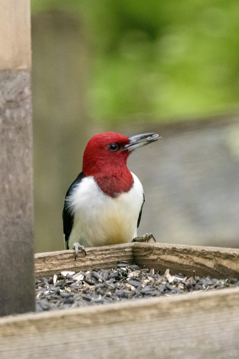 Red-headed Woodpecker - ML618914996