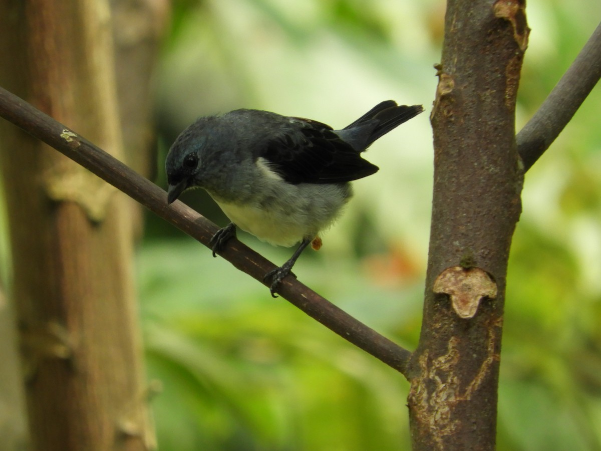 Plain-colored Tanager - ML618915028