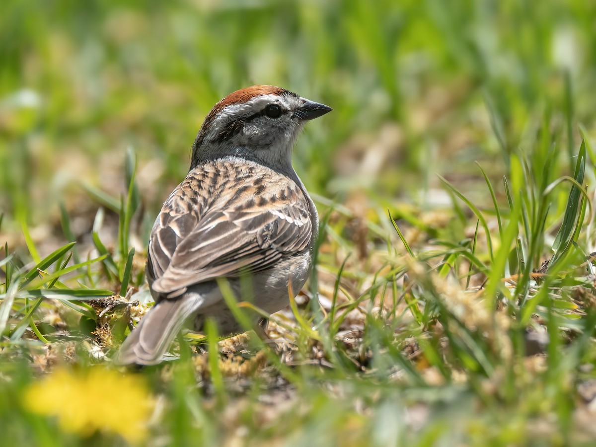 Chipping Sparrow - ML618915077