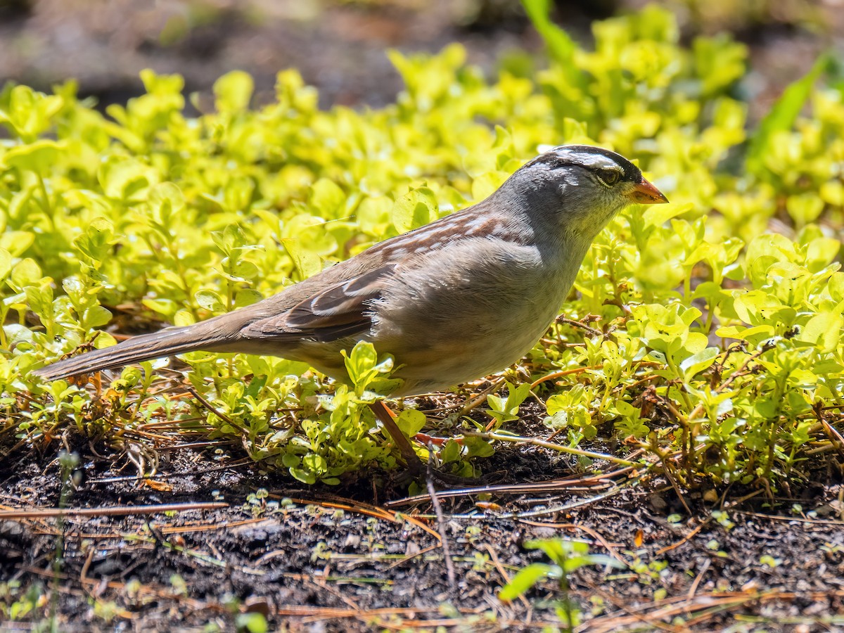 White-crowned Sparrow - ML618915086