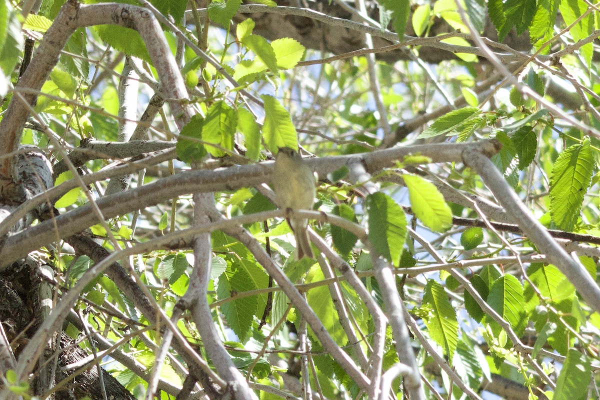 Ruby-crowned Kinglet - A Branch