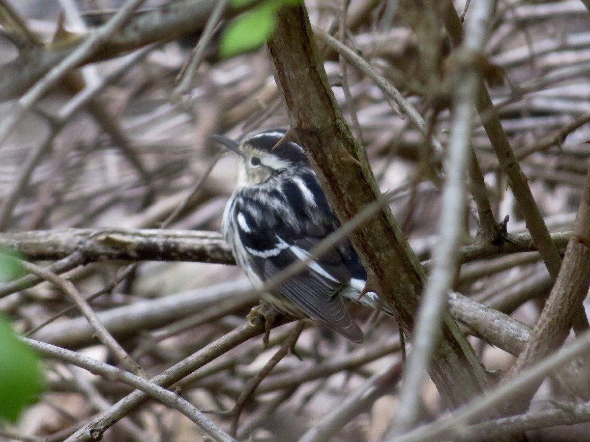 Black-and-white Warbler - ML618915101