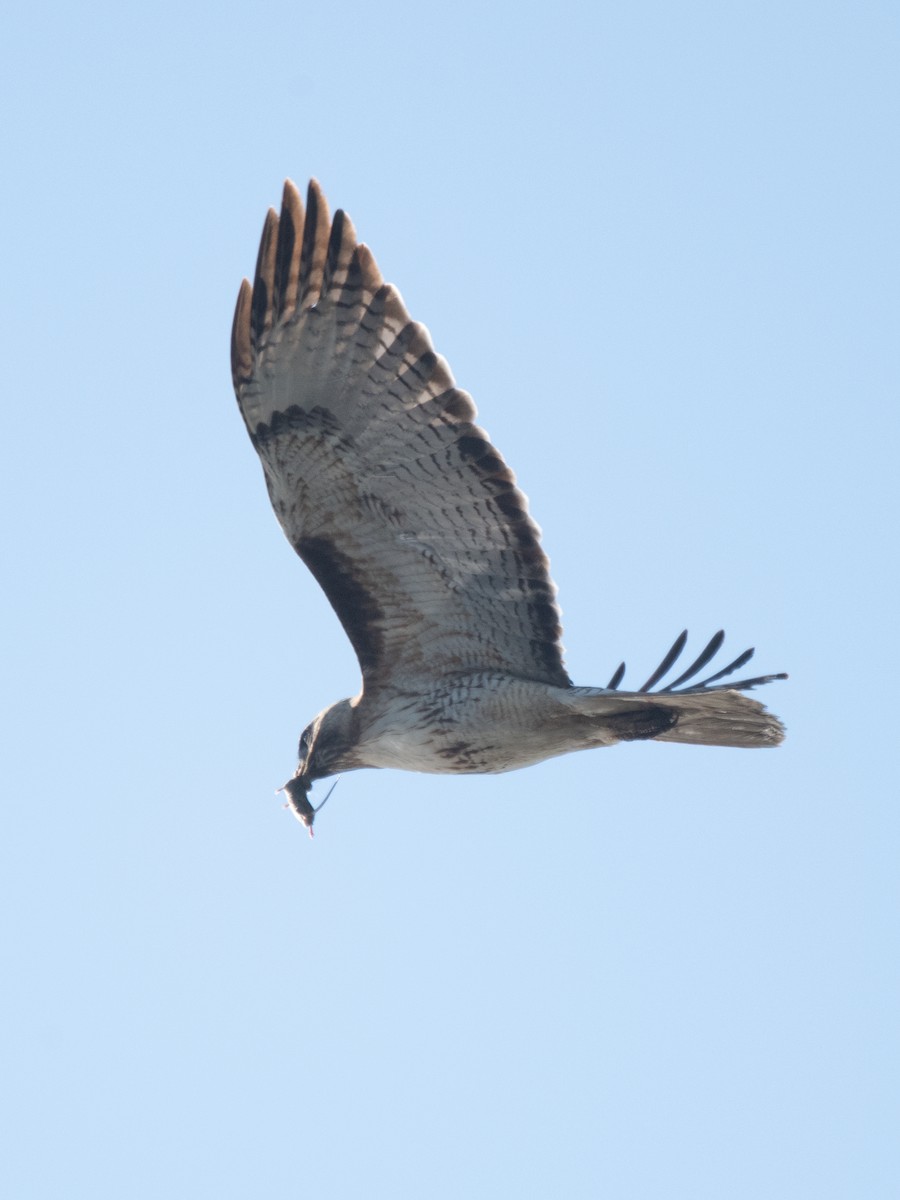 Red-tailed Hawk - Esther Sumner
