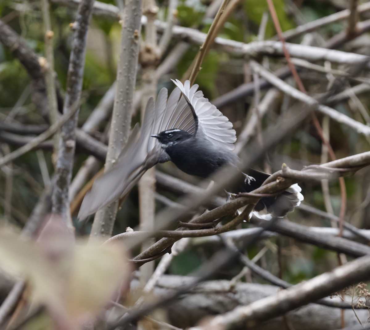 White-throated Fantail - ML618915176
