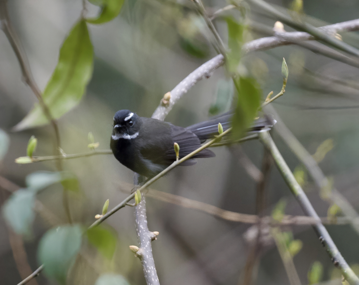 White-throated Fantail - ML618915177