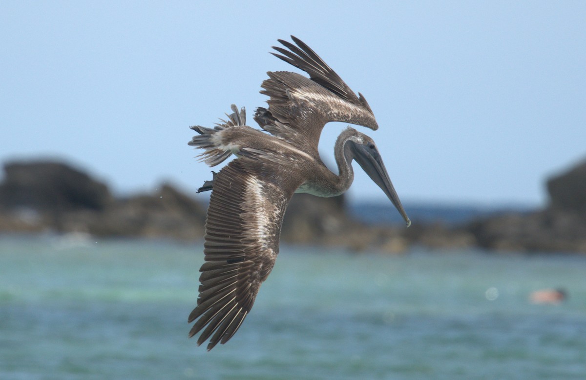Brown Pelican - Giuseppe Speranza