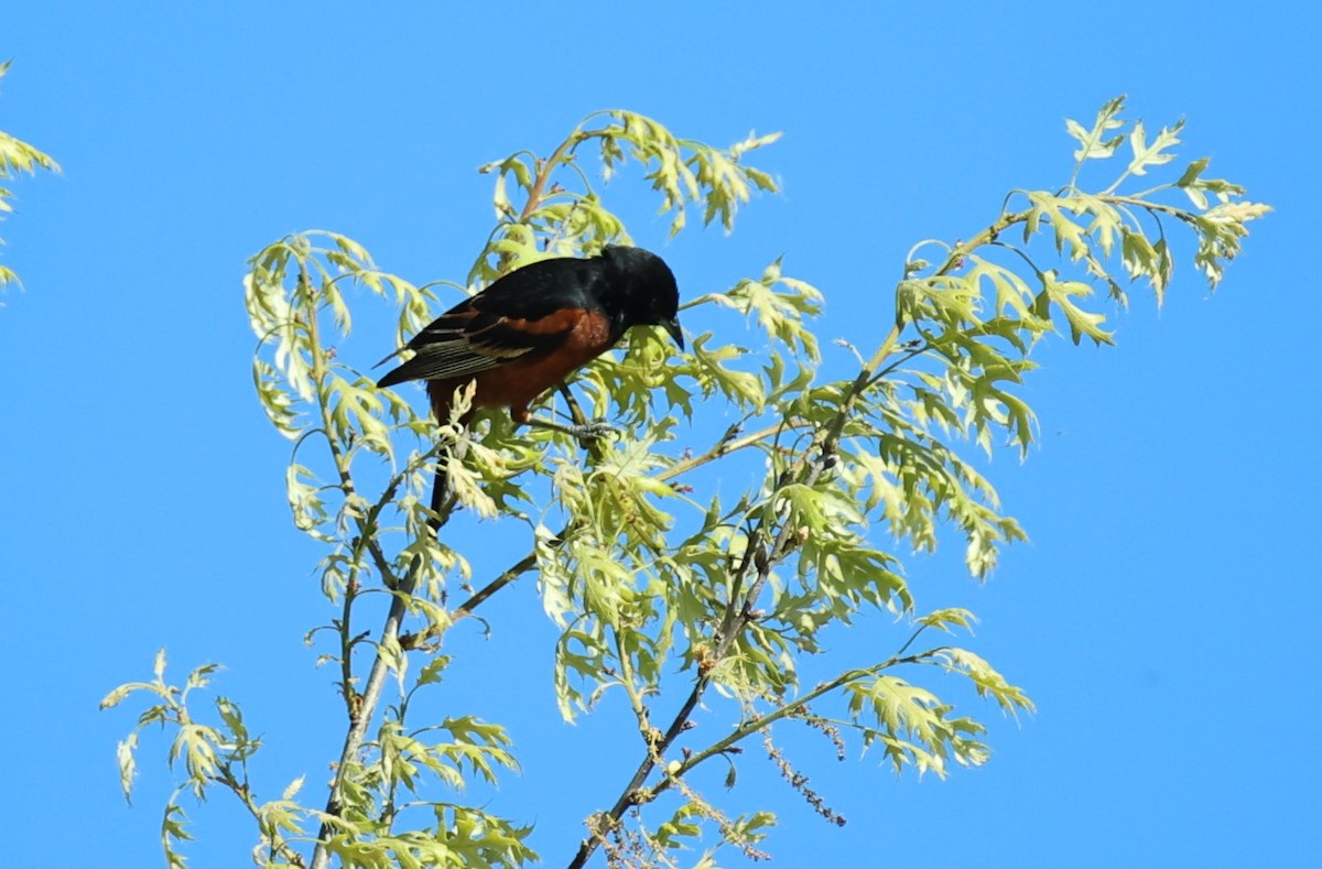 Orchard Oriole - ML618915235