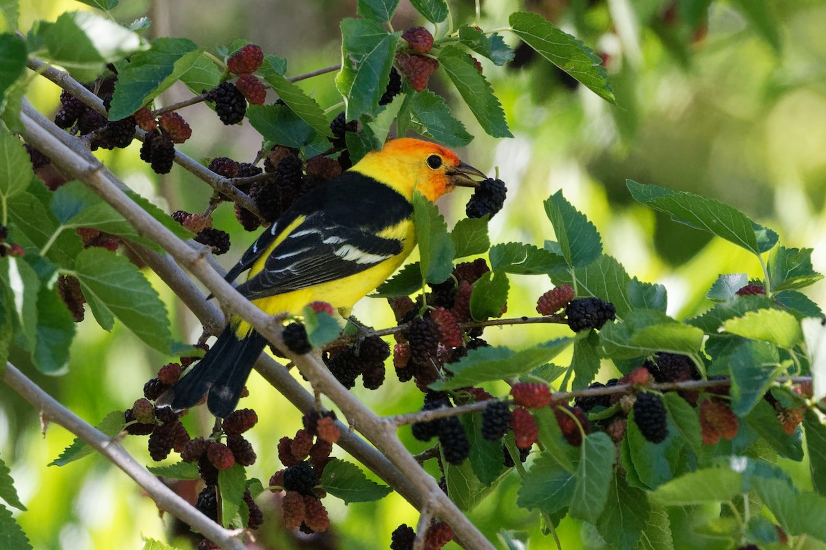 Western Tanager - ML618915248