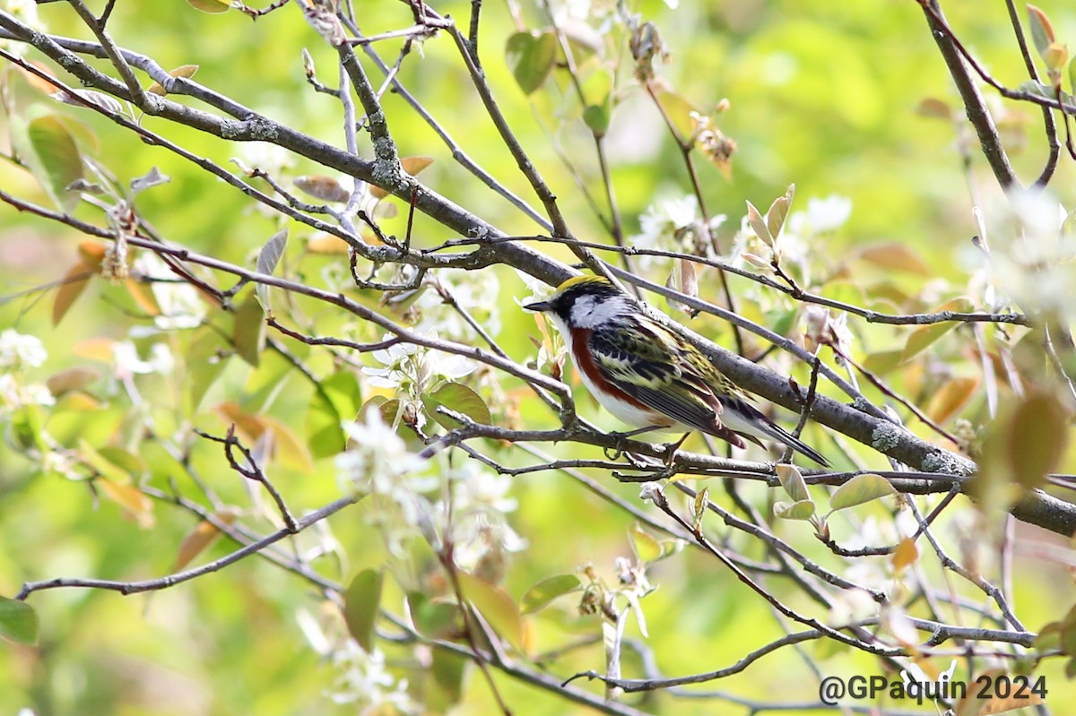 Chestnut-sided Warbler - Guy Paquin