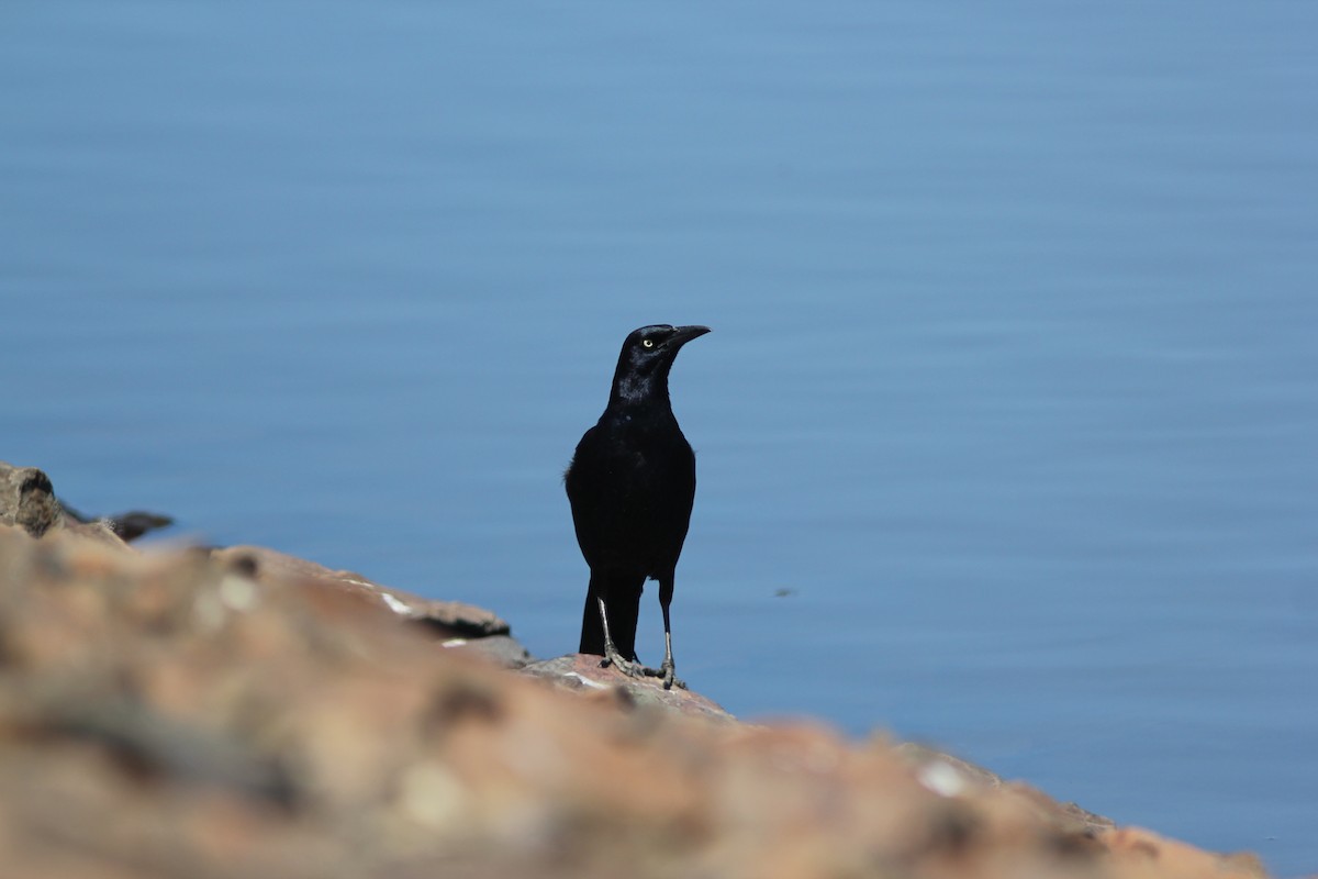 Great-tailed Grackle - Laura Mahrt