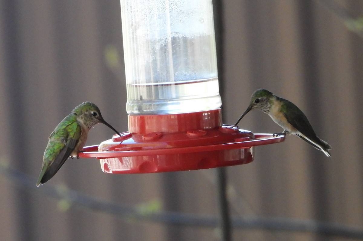 hummingbird sp. - ML618915283