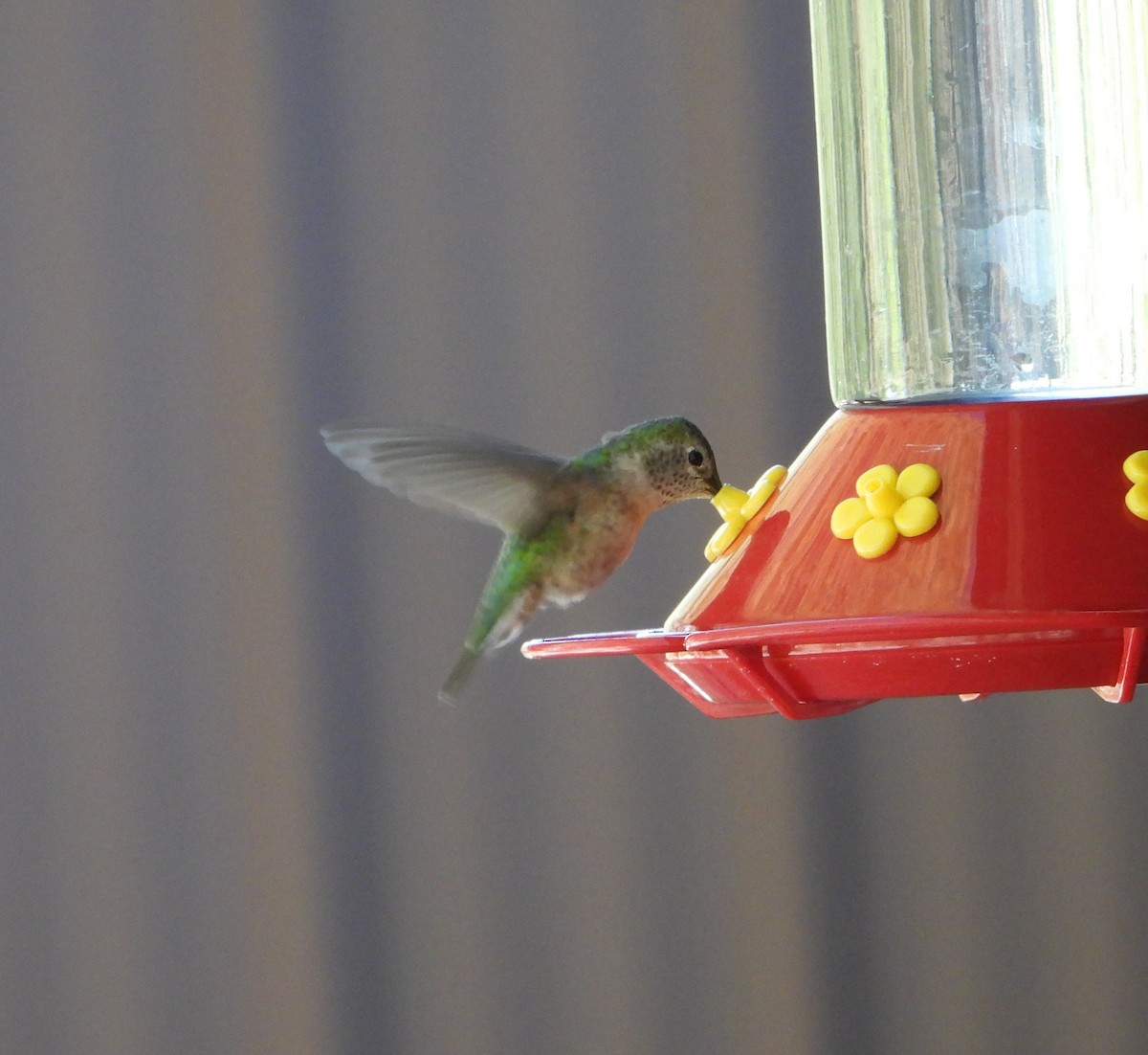 ub. kolibri (Trochilidae sp.) - ML618915294
