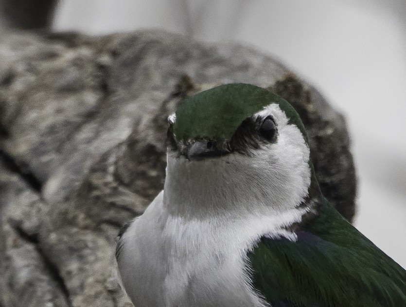 Violet-green Swallow - ML618915311