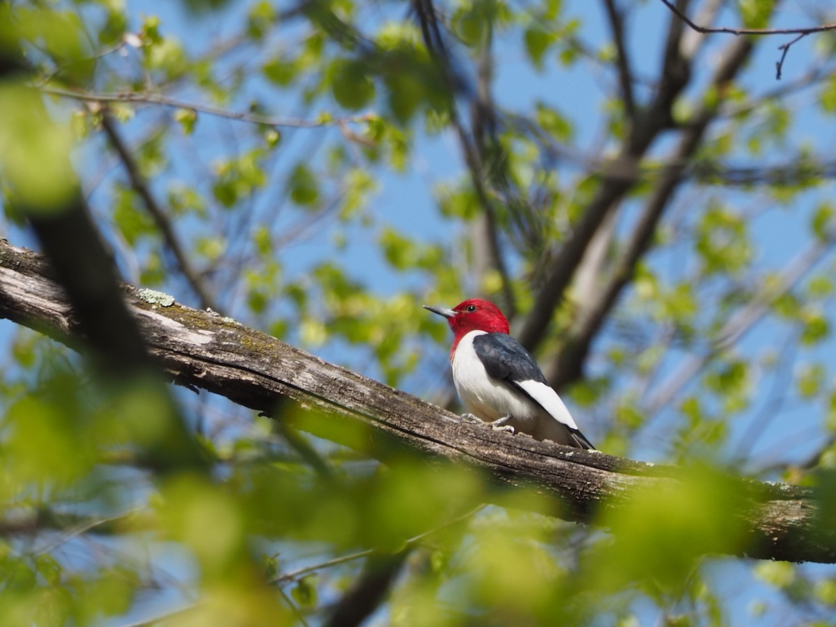 Red-headed Woodpecker - John Hiebert