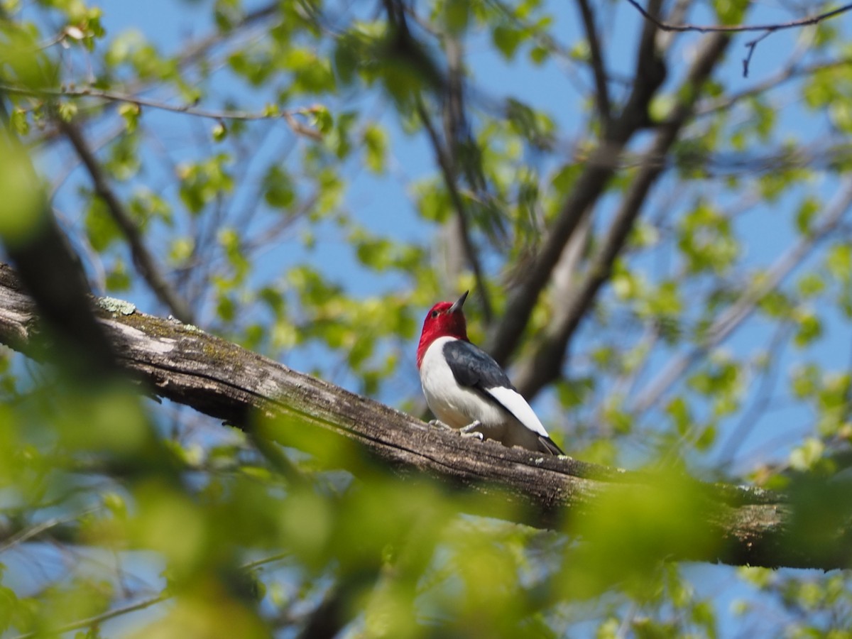 Red-headed Woodpecker - ML618915321