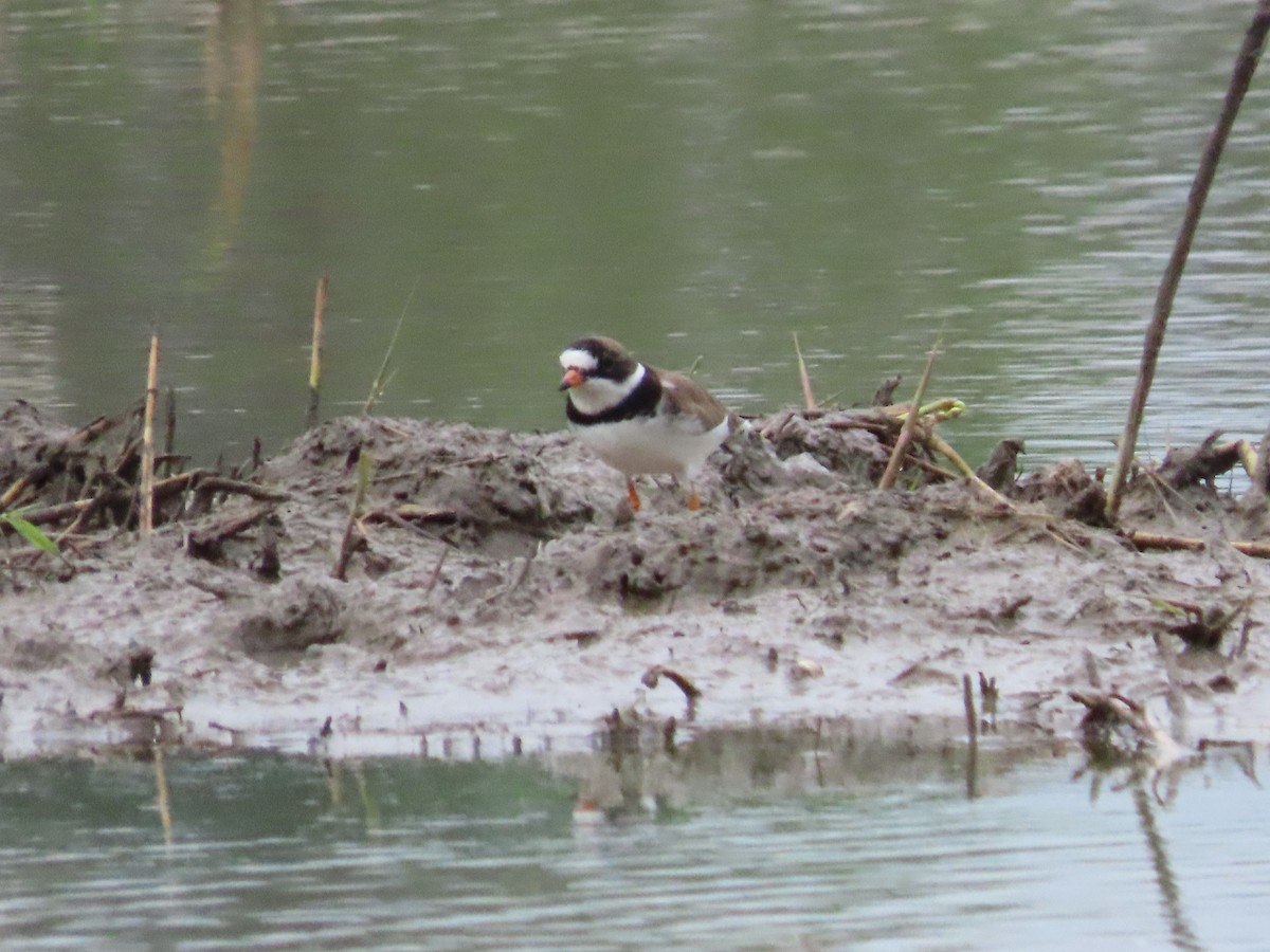 Semipalmated Plover - ML618915341